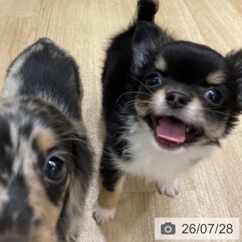 チワワの写真