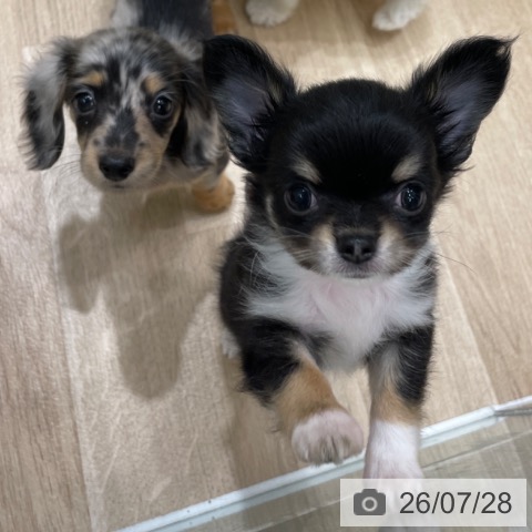 チワワの写真