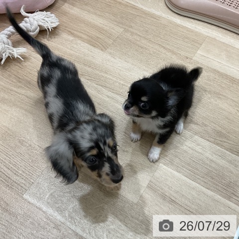 チワワの写真