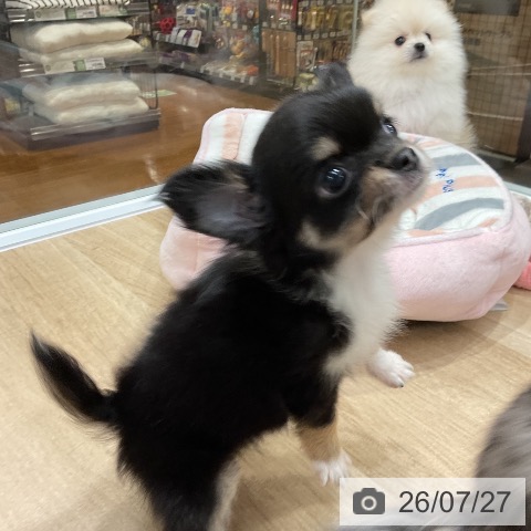 チワワの写真