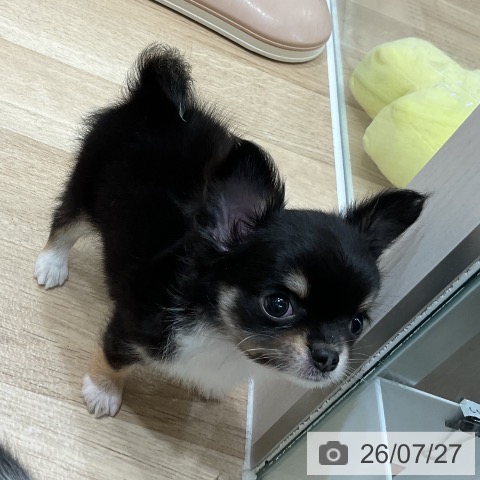 チワワの写真