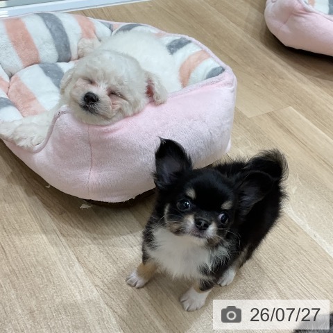 チワワの写真