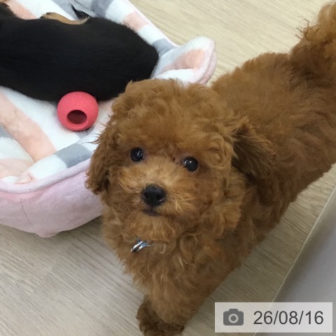 沖縄県のトイプードル(トイ) (ペットプラス 沖縄ライカム店/2026年5月28日生まれ/男の子/レッド)の子犬の4枚目の画像