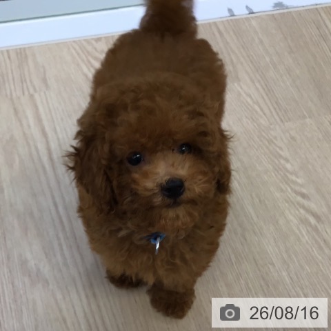 沖縄県のトイプードル(トイ) (ペットプラス 沖縄ライカム店/2026年5月28日生まれ/男の子/レッド)の子犬の3枚目の画像