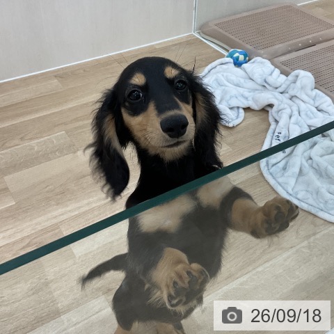 ミニチュア・ダックスフンドの写真
