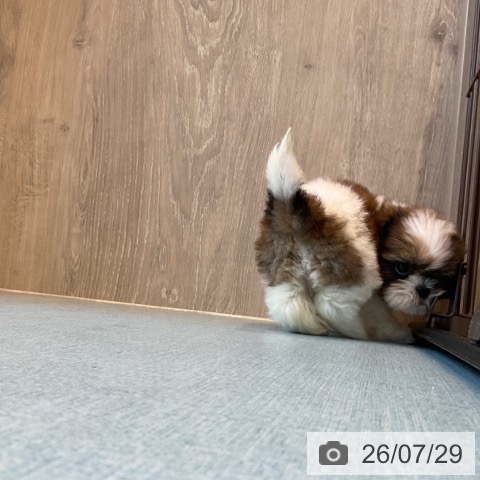 シー・ズーの写真