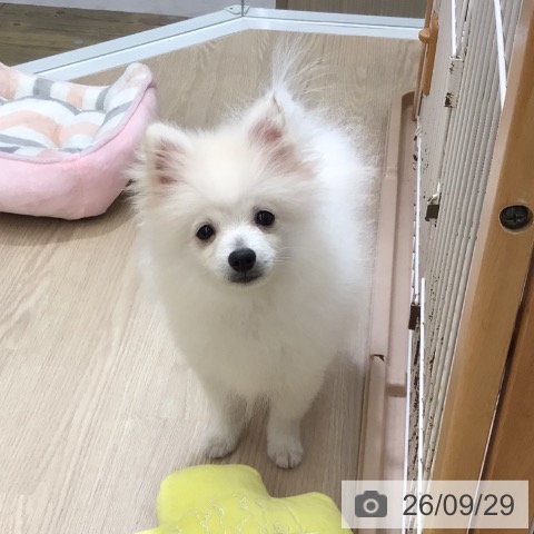 ポメラニアンの写真