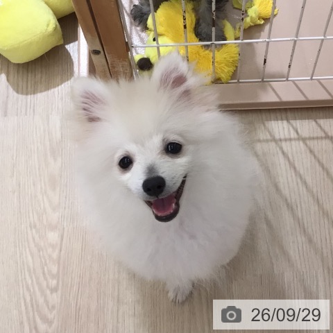 ポメラニアンの写真