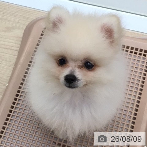 沖縄県のポメラニアン (ペットプラス 南風原店/2026年5月26日生まれ/男の子/ホワイト)の子犬の3枚目の画像