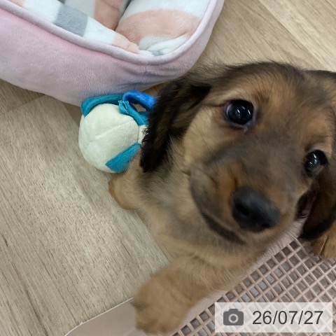ミニチュア・ダックスフンドの写真