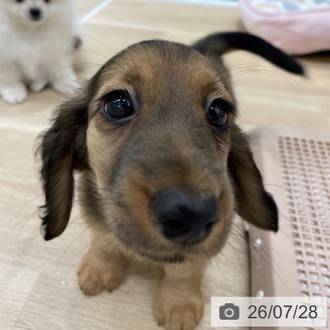 ミニチュア・ダックスフンドの写真