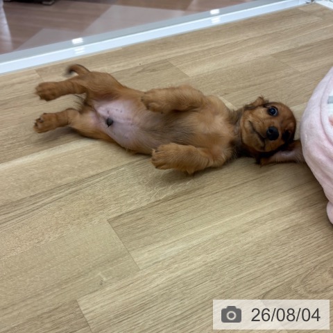 宮崎県のミニチュアダックスフンド(ロング) (ペットプラス 宮崎店/2026年5月28日生まれ/男の子/レッド)の子犬の4枚目の画像