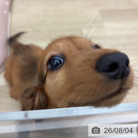 宮崎県のミニチュアダックスフンド(ロング) (ペットプラス 宮崎店/2026年5月28日生まれ/男の子/レッド)の子犬の3枚目の画像