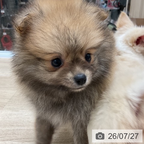 福岡県のポメラニアン (ペットプラス 香椎浜店/2026年5月28日生まれ/男の子/オレンジ)の子犬の4枚目の画像