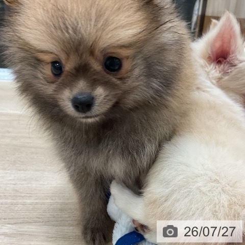 福岡県のポメラニアン (ペットプラス 香椎浜店/2026年5月28日生まれ/男の子/オレンジ)の子犬の3枚目の画像