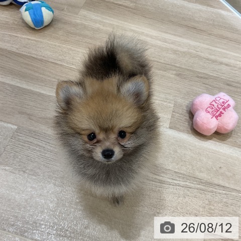 福岡県のポメラニアン (ペットプラス 香椎浜店/2026年5月28日生まれ/男の子/オレンジ)の子犬の3枚目の画像