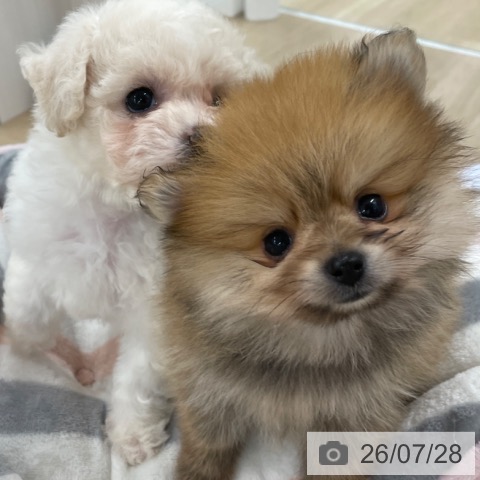 ポメラニアンの写真