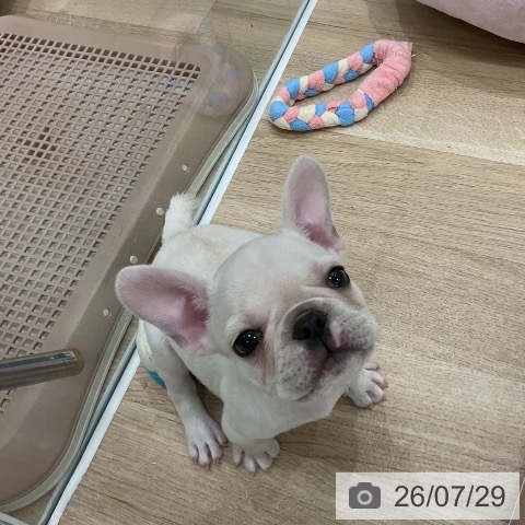 フレンチ・ブルドッグの写真