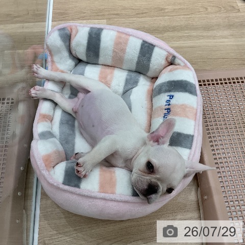 フレンチ・ブルドッグの写真