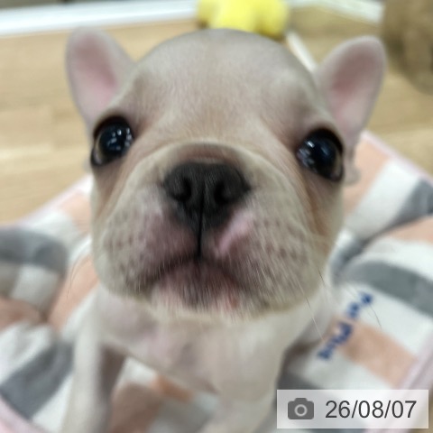 福岡県のフレンチブルドッグ (ペットプラス 八幡東店/2026年5月28日生まれ/男の子/クリーム)の子犬の4枚目の画像