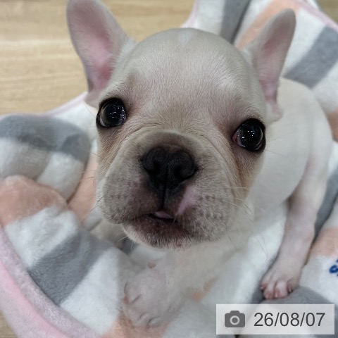 福岡県のフレンチブルドッグ (ペットプラス 八幡東店/2026年5月28日生まれ/男の子/クリーム)の子犬の3枚目の画像