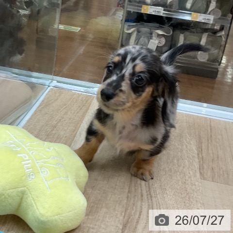 ミニチュア・ダックスフンドの写真