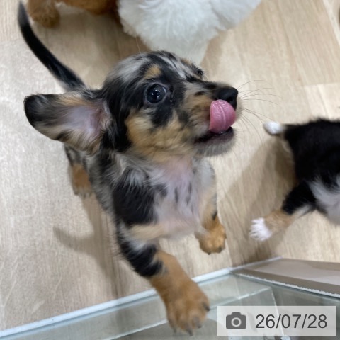 ミニチュア・ダックスフンドの写真
