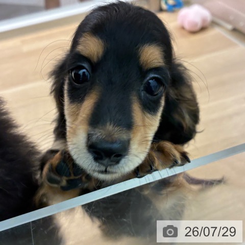 ミニチュア・ダックスフンドの写真