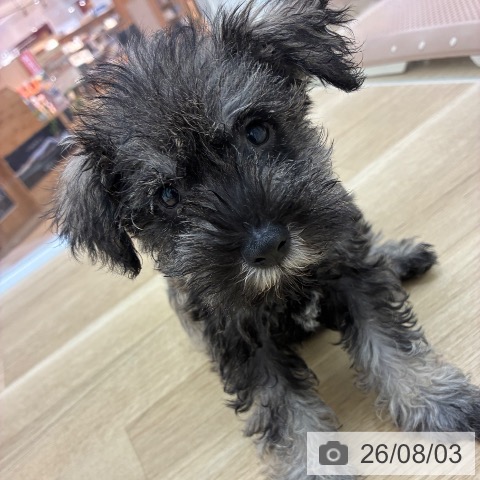 宮崎県のミニチュアシュナウザー (ペットプラス 宮崎店/2026年5月28日生まれ/男の子/ソルトペッパー)の子犬の4枚目の画像
