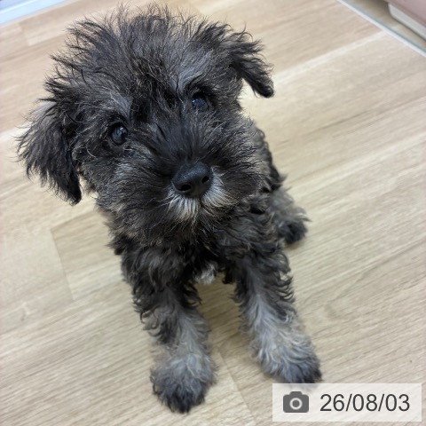 宮崎県のミニチュアシュナウザー (ペットプラス 宮崎店/2026年5月28日生まれ/男の子/ソルトペッパー)の子犬の3枚目の画像
