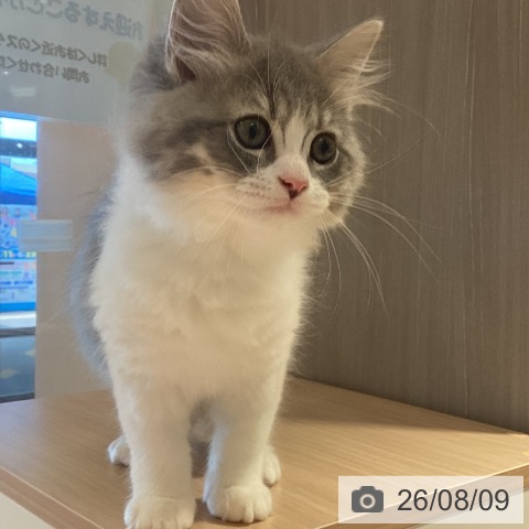 鹿児島県のラガマフィン (ペットプラス 姶良店/2026年5月29日生まれ/女の子/ブルータビーホワイト)の子猫の4枚目の画像