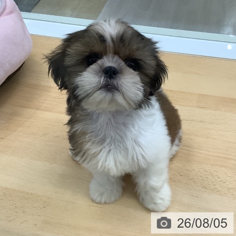 福岡県のシーズー (ペットプラス 福岡店/2026年5月28日生まれ/女の子/ゴールドホワイト)の子犬の3枚目の画像