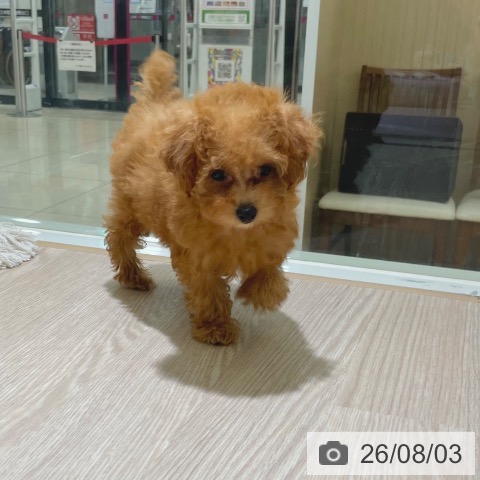 東京都のトイプードル(トイ) (ペットプラス 板橋店/2026年5月27日生まれ/女の子/レッド)の子犬の4枚目の画像