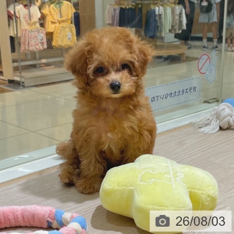東京都のトイプードル(トイ) (ペットプラス 板橋店/2026年5月27日生まれ/女の子/レッド)の子犬の3枚目の画像