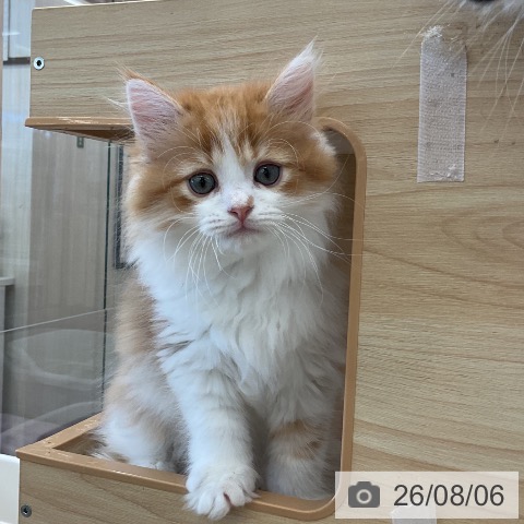 福岡県のマンチカン (ペットプラス 福岡店/2026年5月26日生まれ/男の子/レッドタビーホワイト)の子猫の4枚目の画像