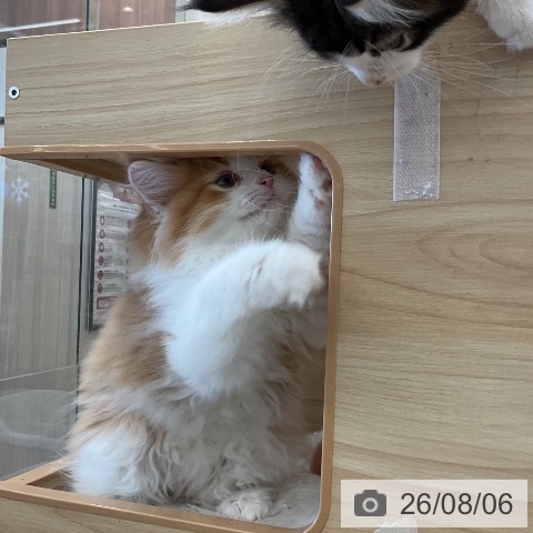 福岡県のマンチカン (ペットプラス 福岡店/2026年5月26日生まれ/男の子/レッドタビーホワイト)の子猫の3枚目の画像
