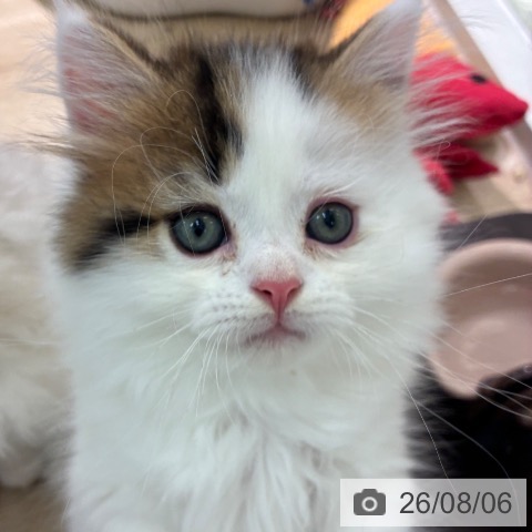 マンチカンの写真