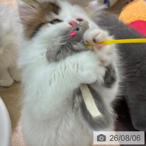 マンチカンの写真