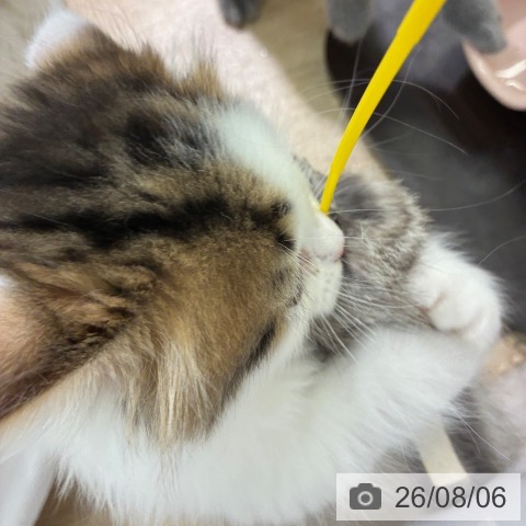 マンチカンの写真