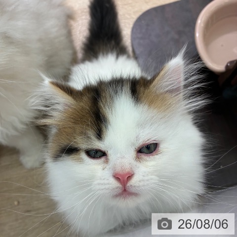 マンチカンの写真