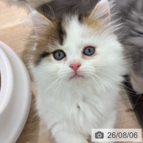 マンチカンの写真