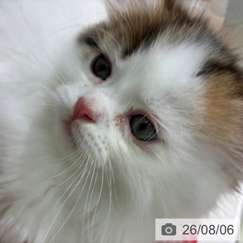 マンチカンの写真