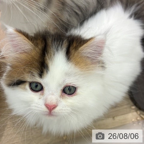マンチカンの写真