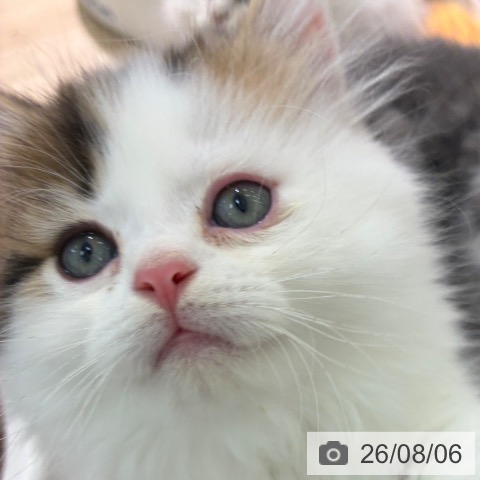 マンチカンの写真