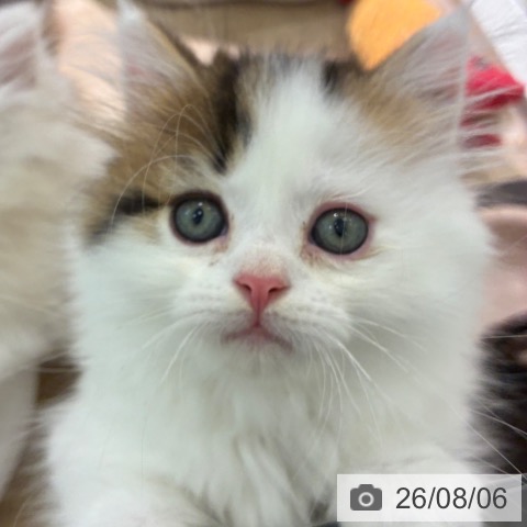 マンチカンの写真