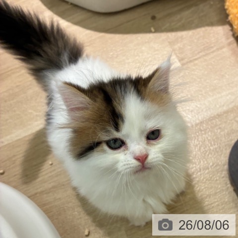 マンチカンの写真