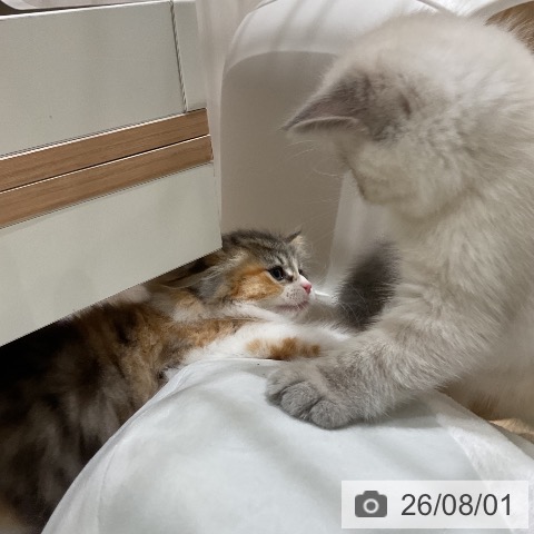 マンチカンの写真