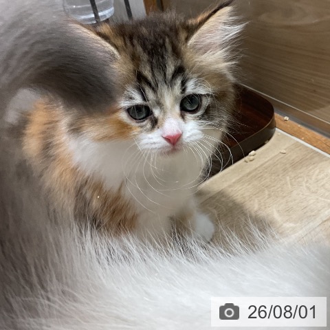マンチカンの写真