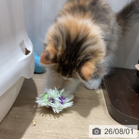 マンチカンの写真