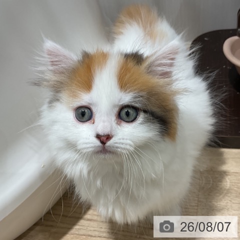 マンチカンの写真